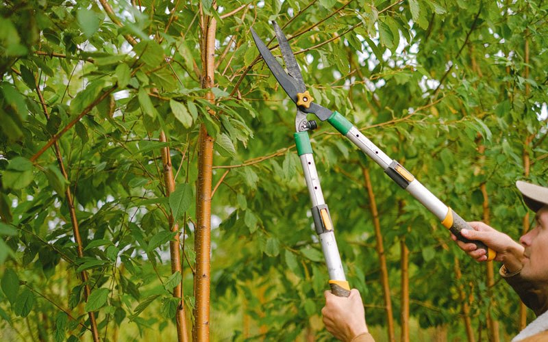 Tree trimming in Huntington, OR